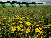 Heuballen_Folie_gr&uuml;n