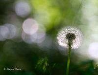 Pusteblume2