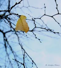 letztes_Blatt