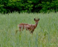 Bock_im_Getreide2