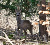 junger Bock2