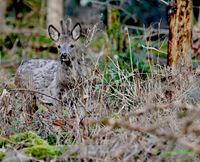 junger Bock_Winterfell