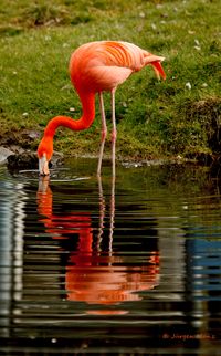 Flamingo_rot