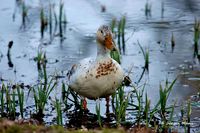 Nilgans